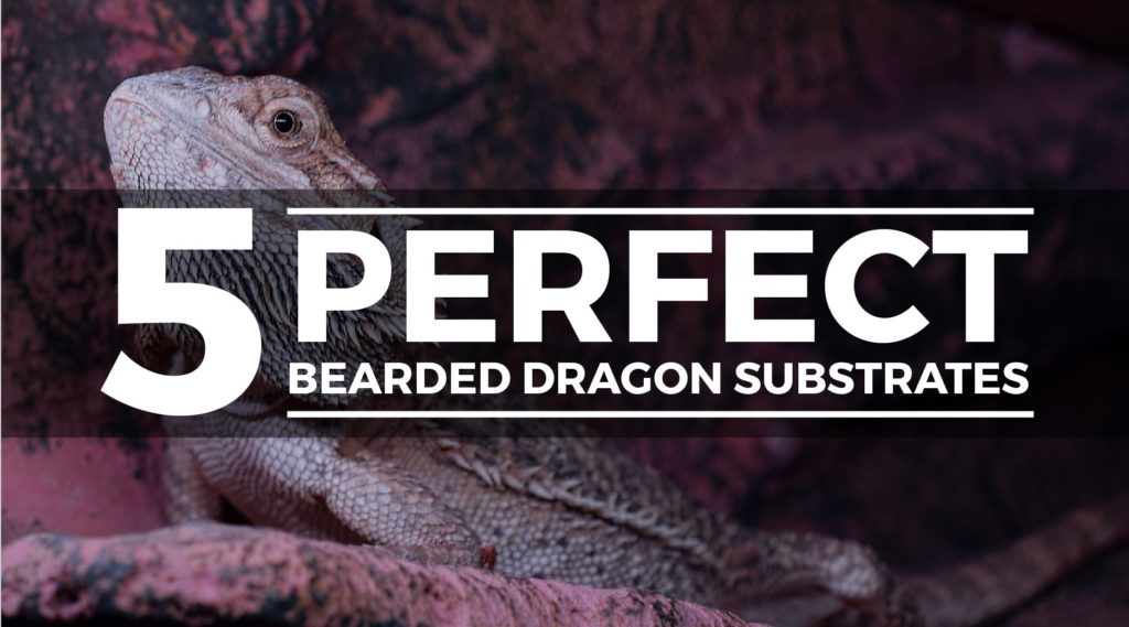 bearded dragon susbtrate