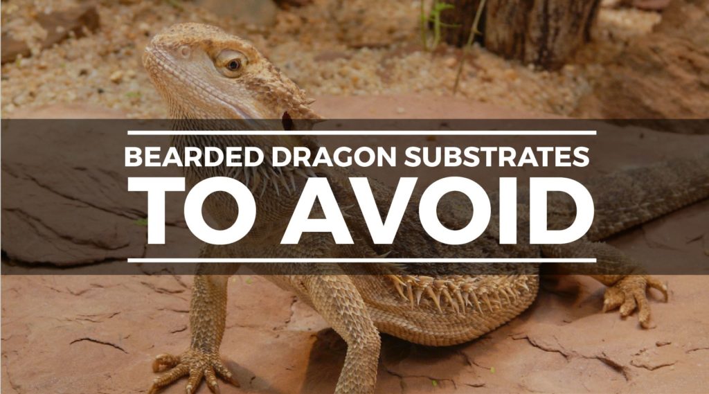 bad bearded dragon substrate