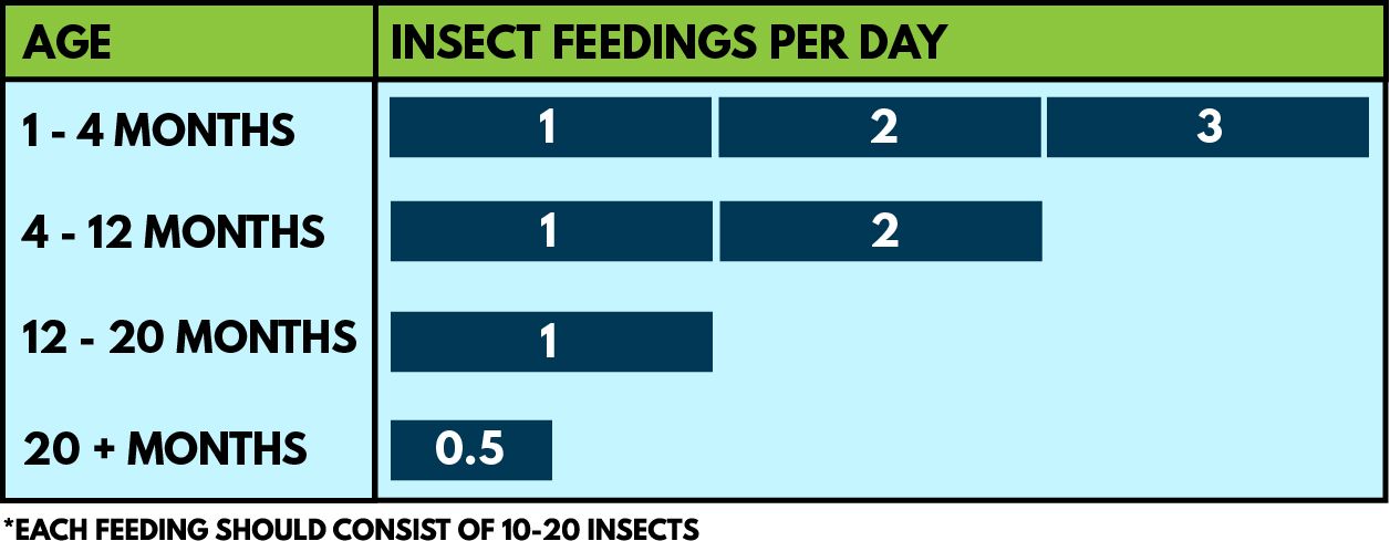 bearded dragon insects per day