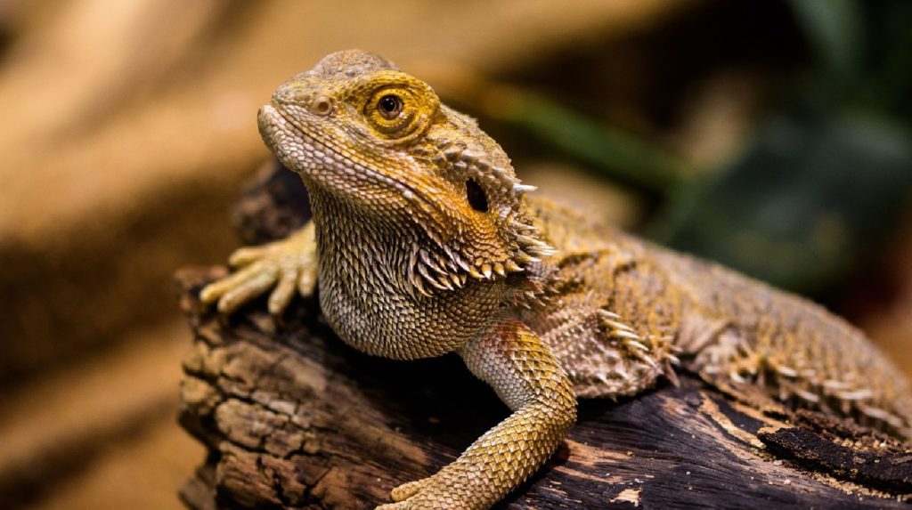 Pet Reptiles for Beginners - Bearded dragon