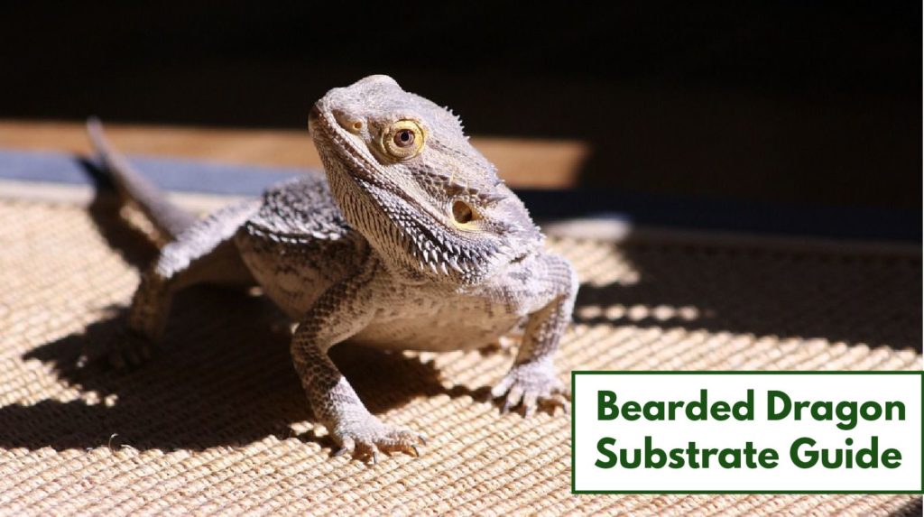 Bearded Dragon Substrates