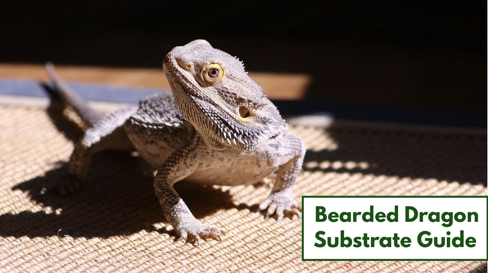 bearded dragon substrate