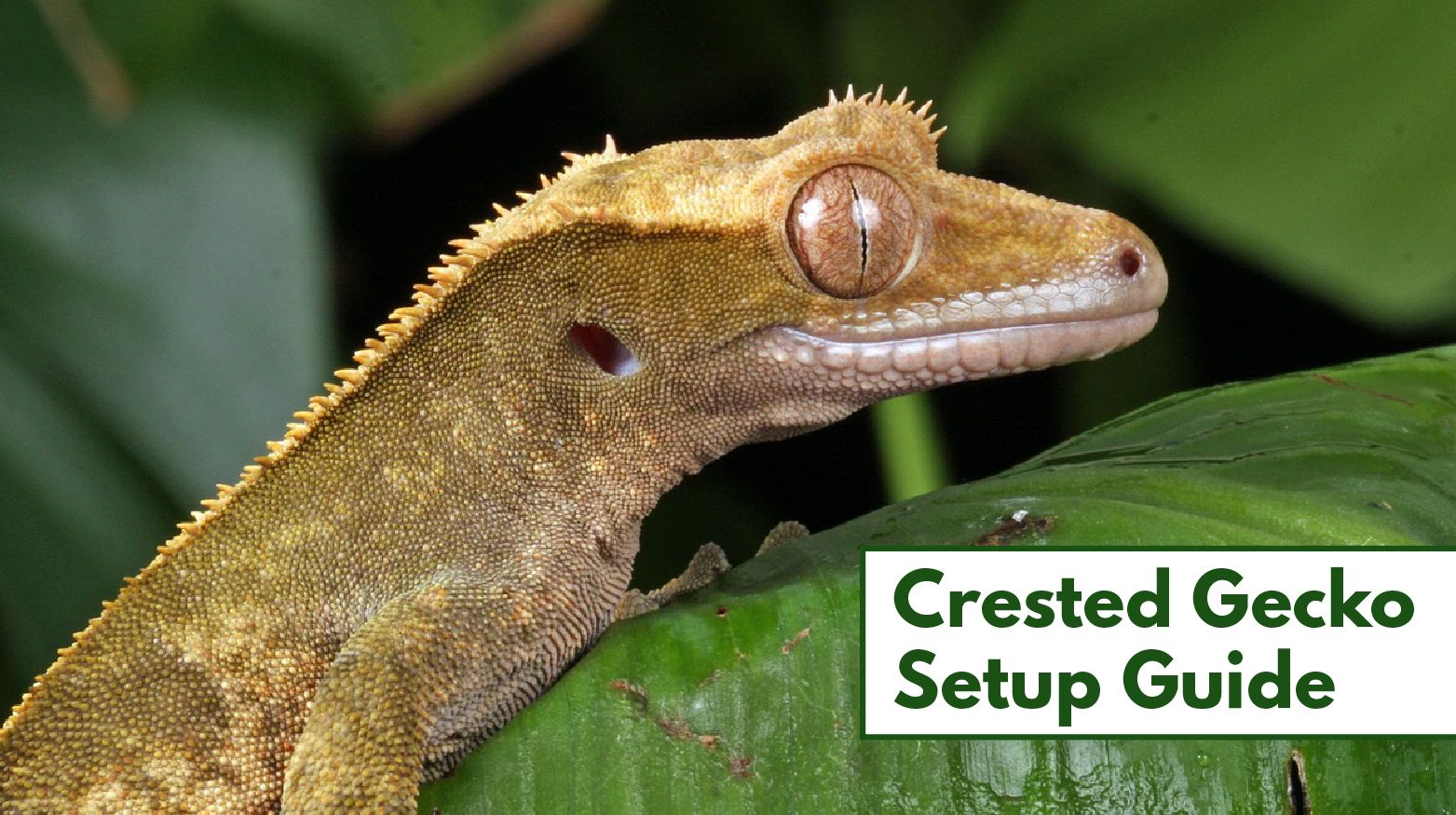 crested gecko setup
