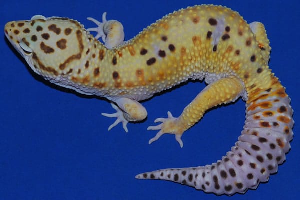high yellow leopard gecko