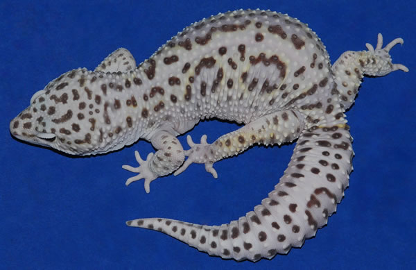 mack snow leopard gecko