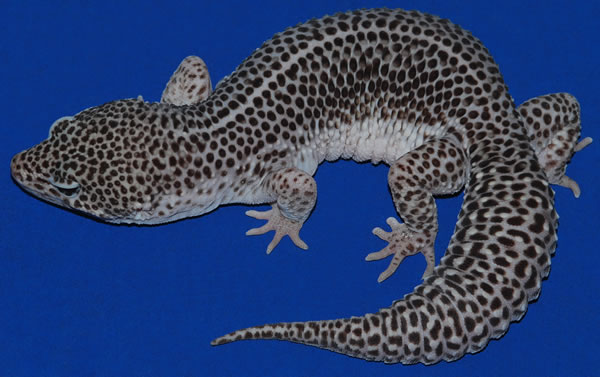 super snow leopard gecko morph