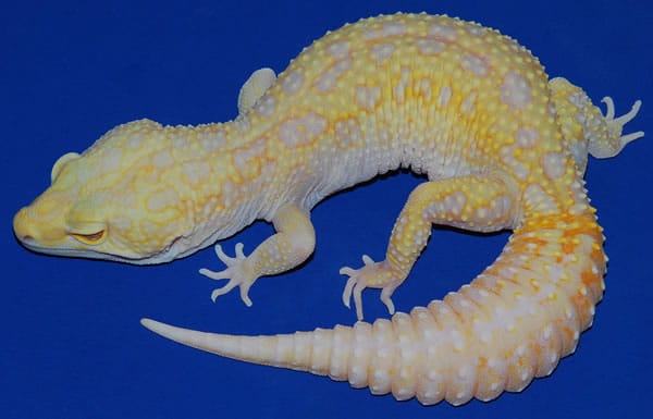 APTOR leopard gecko