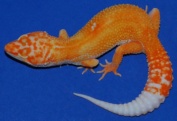 carrot head leopard gecko