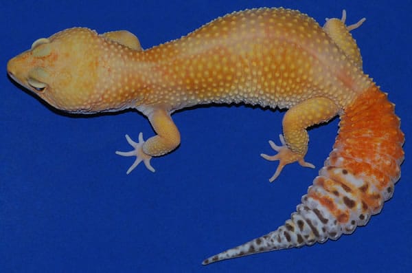 carrot tail leopard gecko