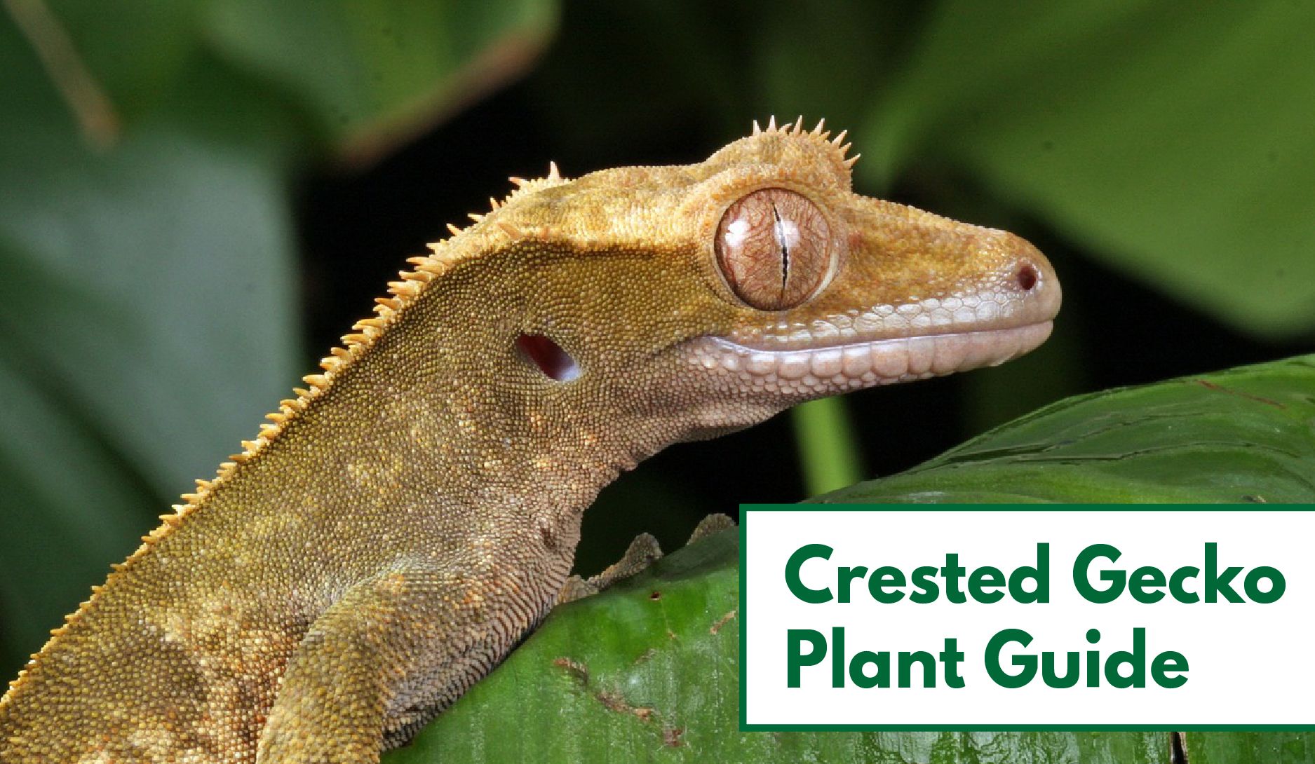 crested gecko plants