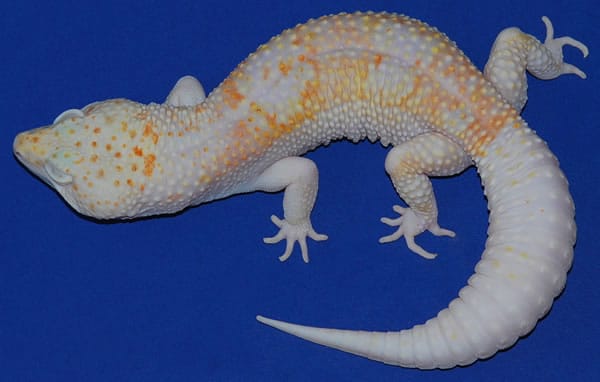 dreamsicle leopard gecko