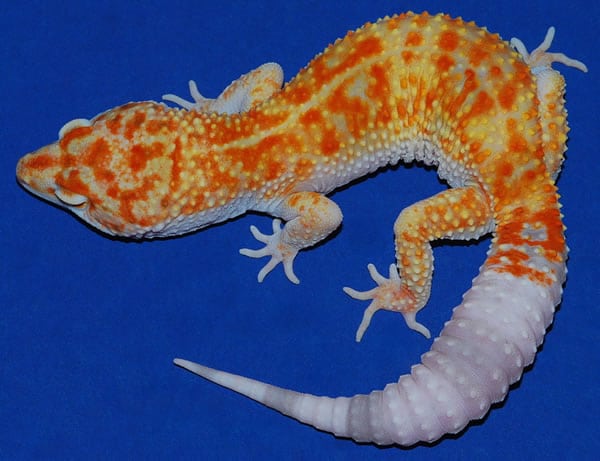enigma leopard gecko