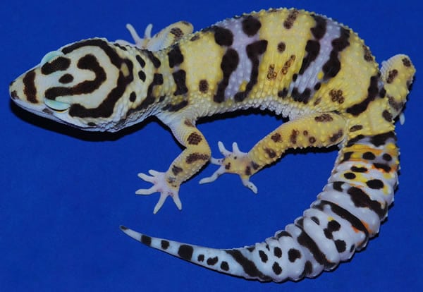 halloween mask leopard gecko