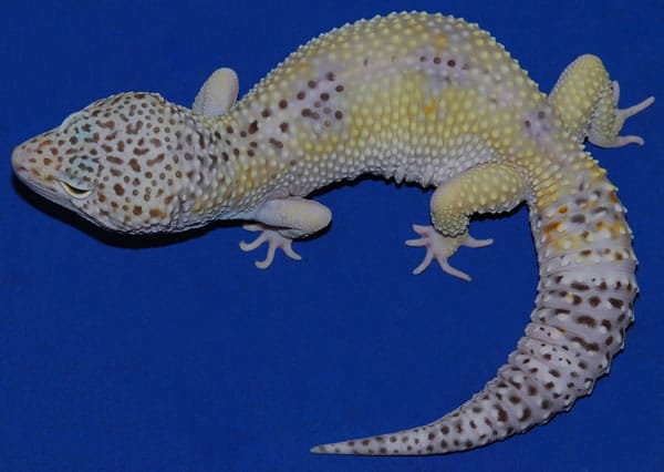 hypo ghost leopard gecko