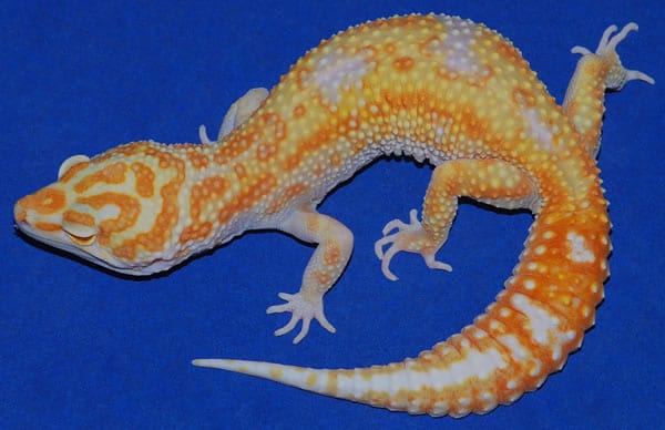 jungle leopard gecko