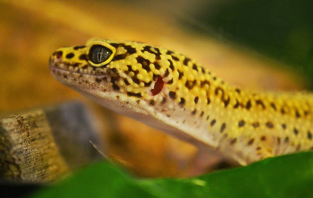 15 Types of Pet Lizards (With Pictures)