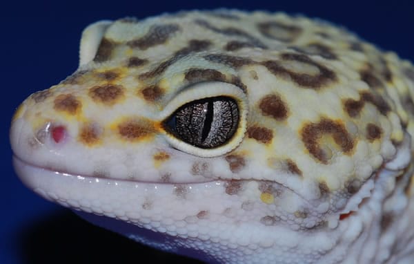 marble eye leopard gecko