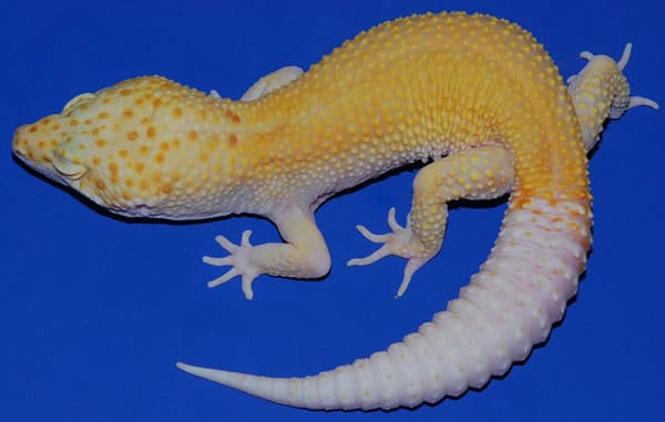 nova leopard gecko