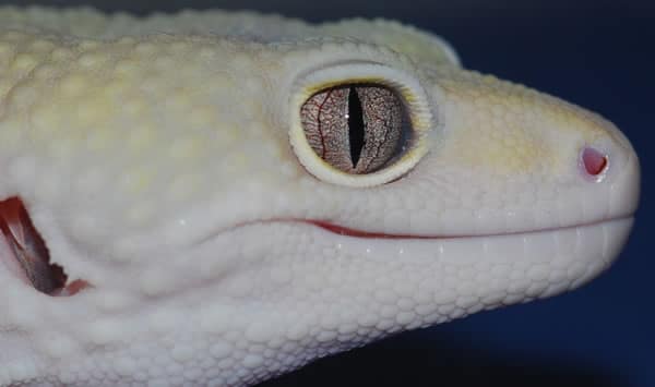 snake eyed leopard gecko
