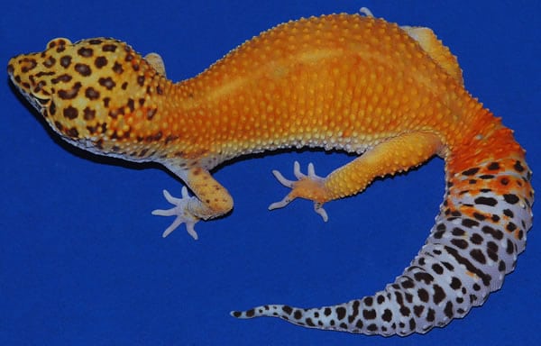 super hypo leopard gecko