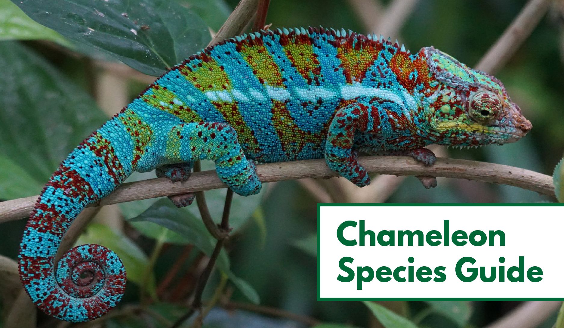 types of chameleons