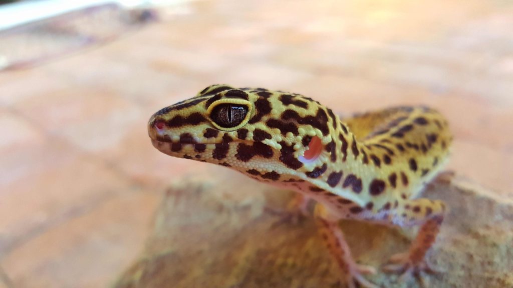 leopard gecko substrate
