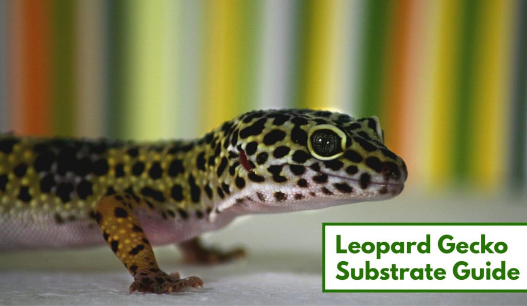 Leopard Gecko Substrate Guide