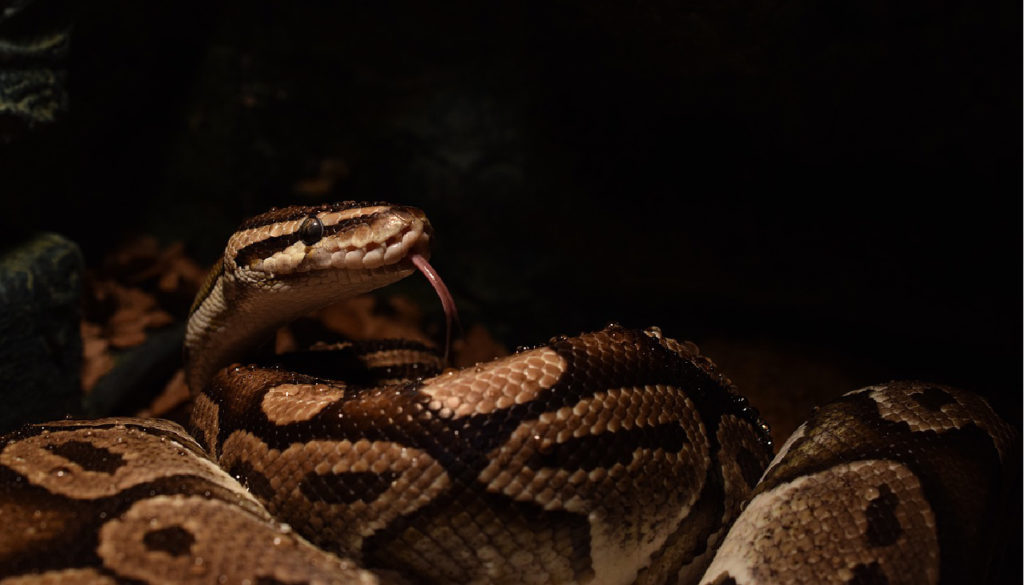 What Should I Do If My Snake Won't Eat? - Reptile Advisor