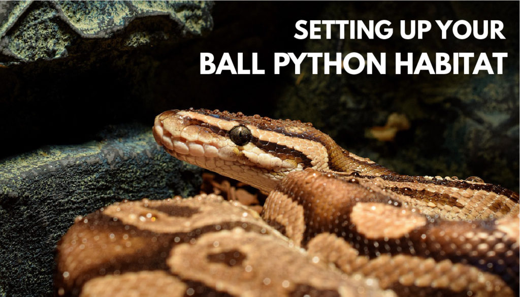 ball python tank