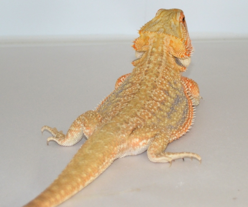 dunner bearded dragon morph