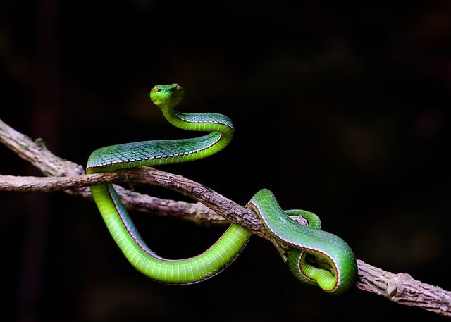Asian Vine Snakes
