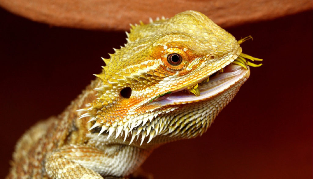 10 Reasons Your Bearded Dragon is Not Eating: Troubleshooting Guide