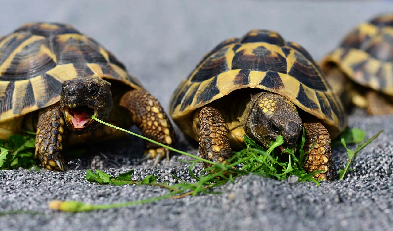 tortoise species