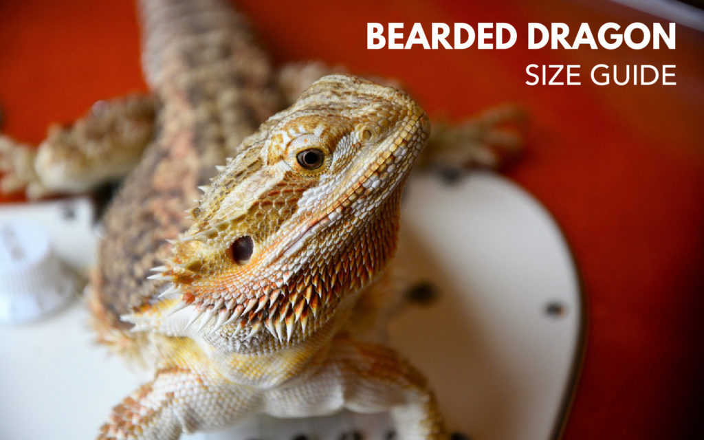 Bearded dragon size