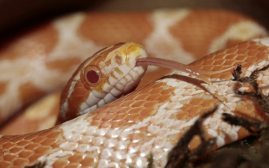 Corn snake morphs and colors