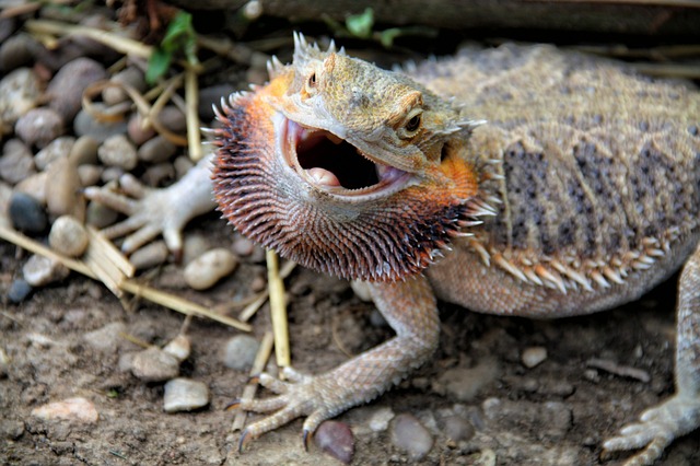 angry bearded dragon