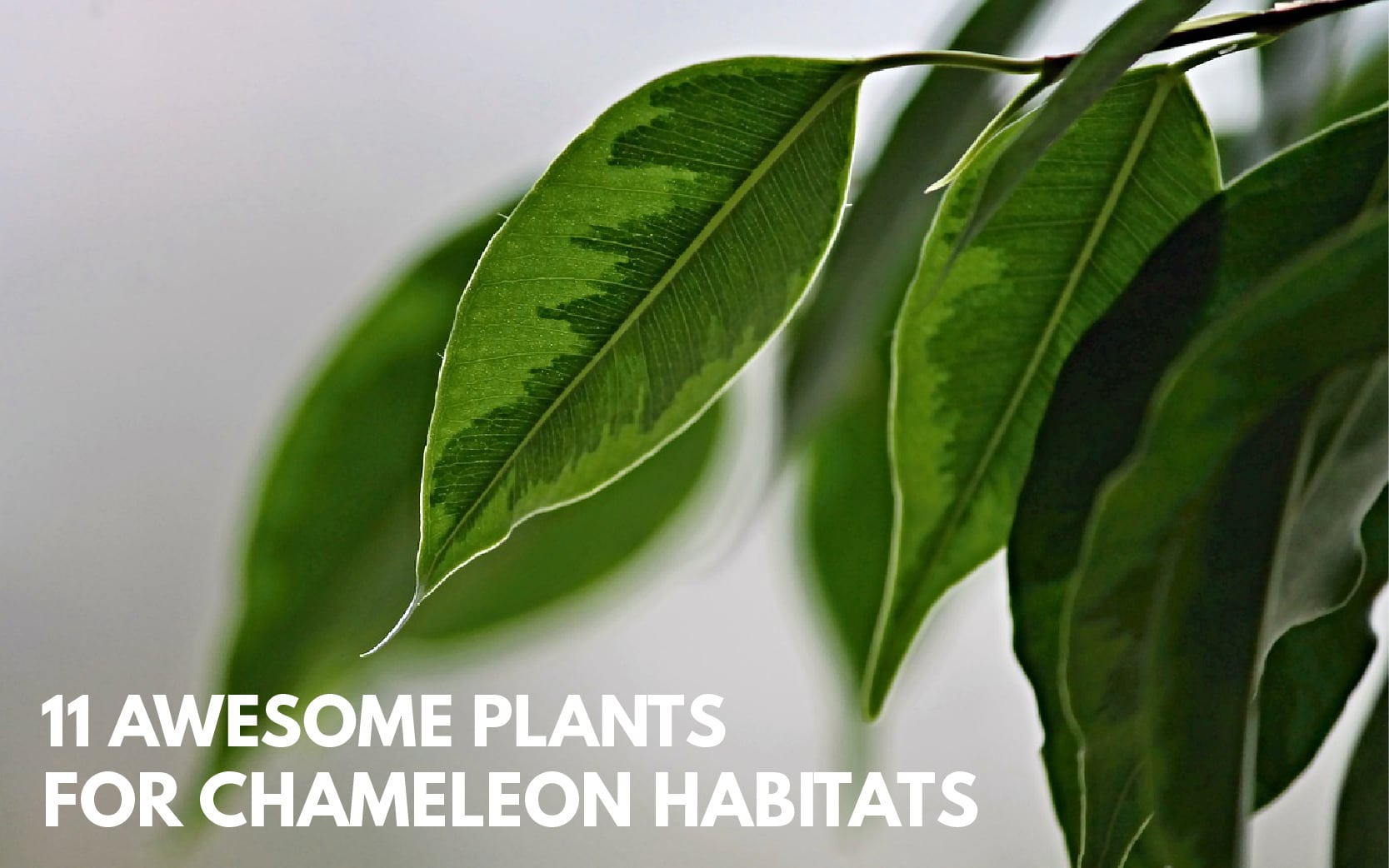 plants for chameleons