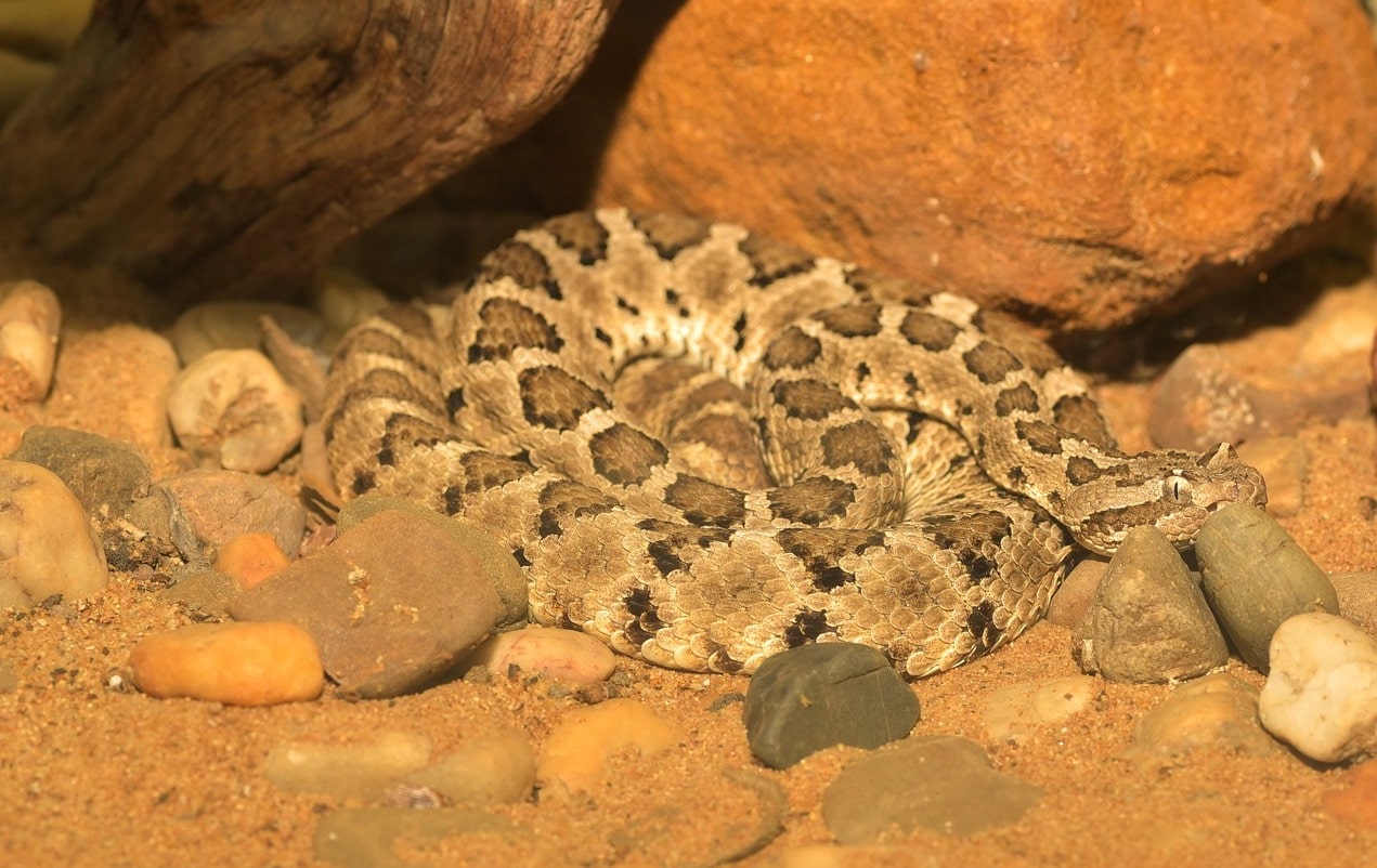 How Do Rattlesnakes Feed Their Young?