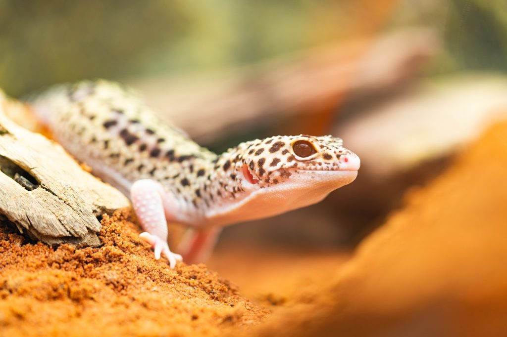 pet leopard gecko in tank