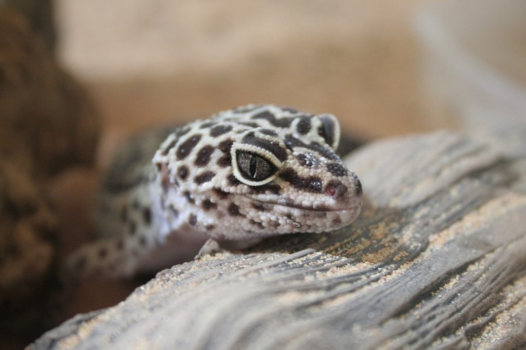 Leopard Gecko Shedding 101: The Expert's Guide - Reptile Advisor