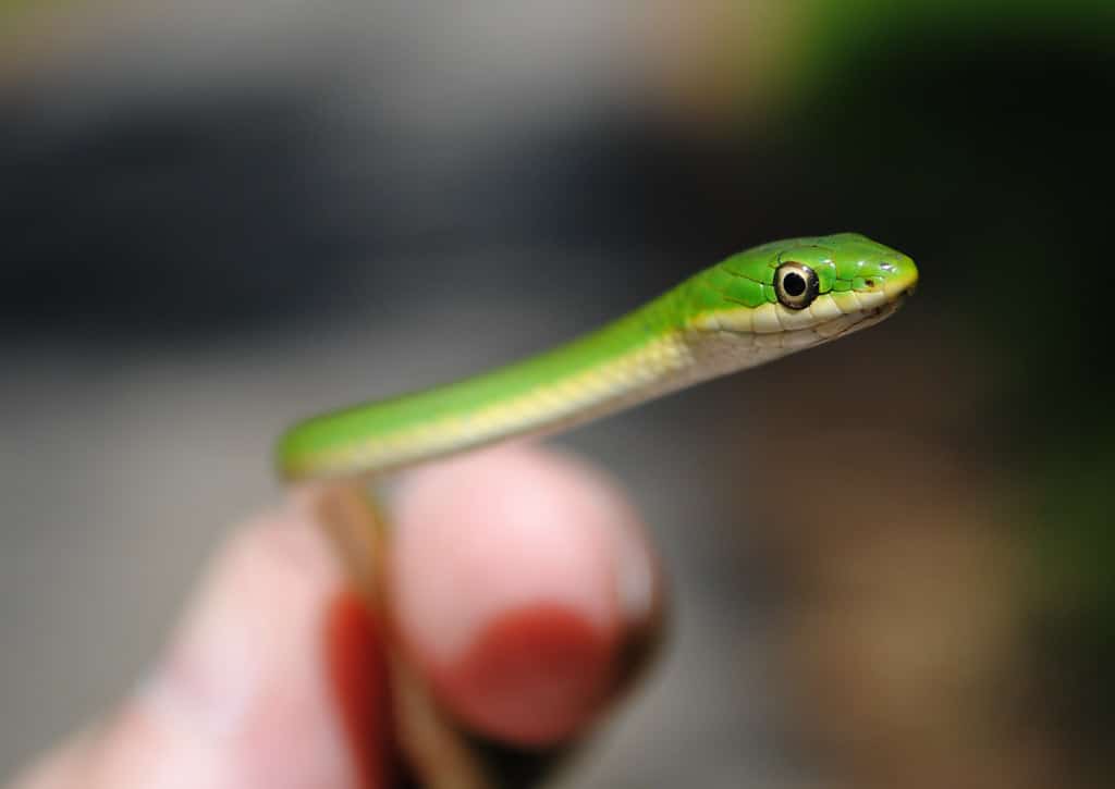 Opheodrys spp. green snake