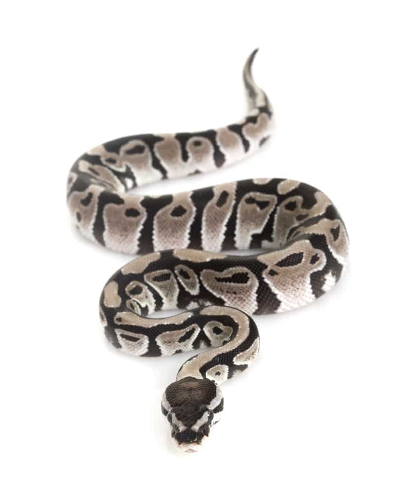 Axanthic Ball Python (Python regius) on white background.