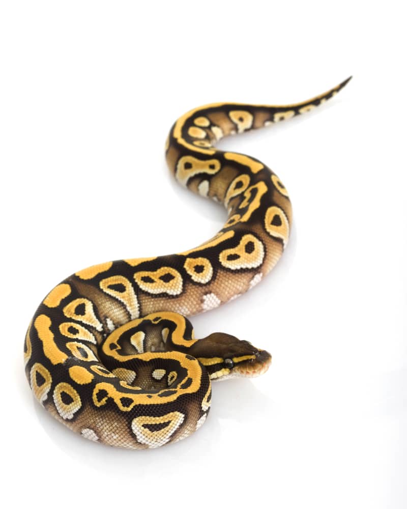 Mojave Ball Python (Python regius) on white background