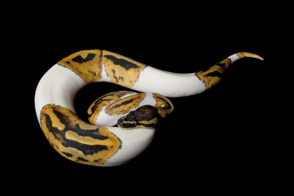 Piebald ball python