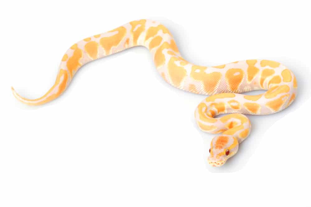 Albino Ball Python (Python regius) on white background.