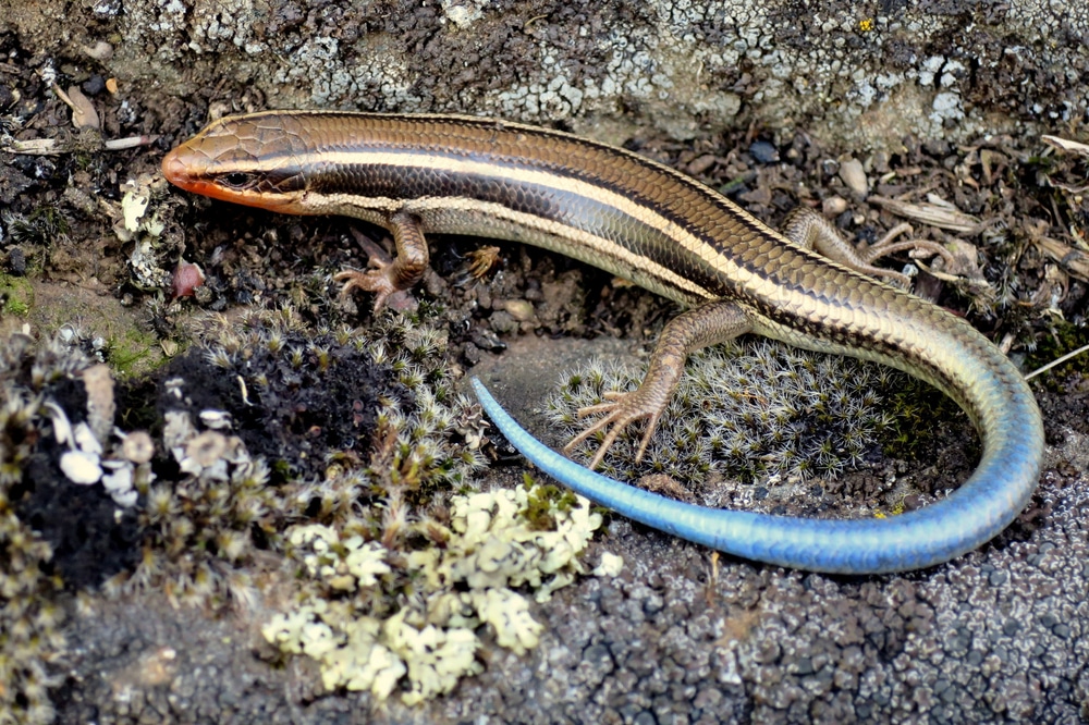 blue tailed skink