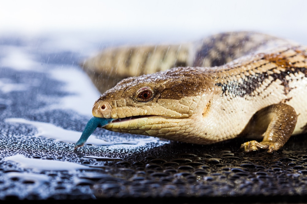 Australian blue tongued lizard