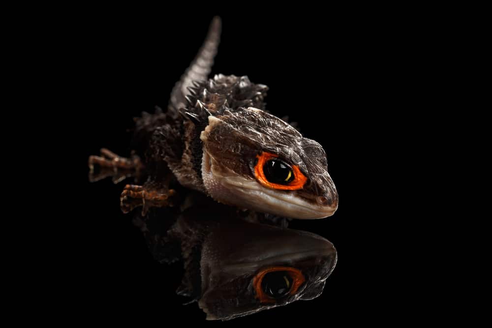 Closeup Red-eyed crocodile skink