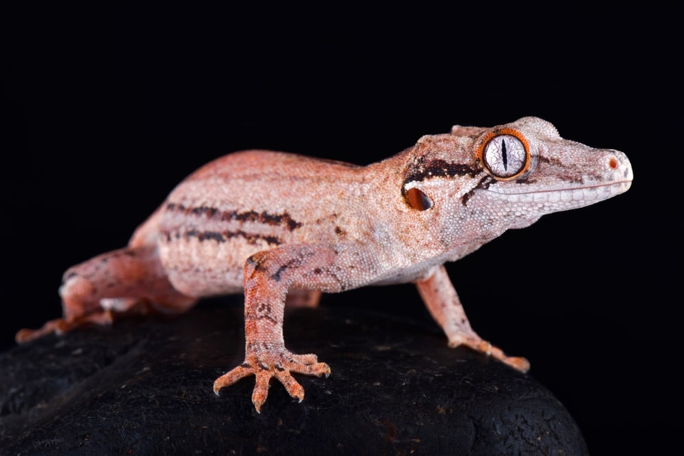 The Gargoyle gecko (Rhacodactylus auriculatus)