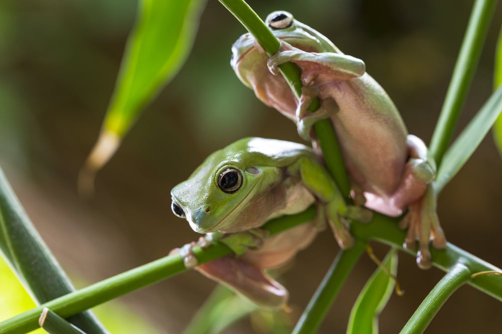 Australian Green Tree Frogs